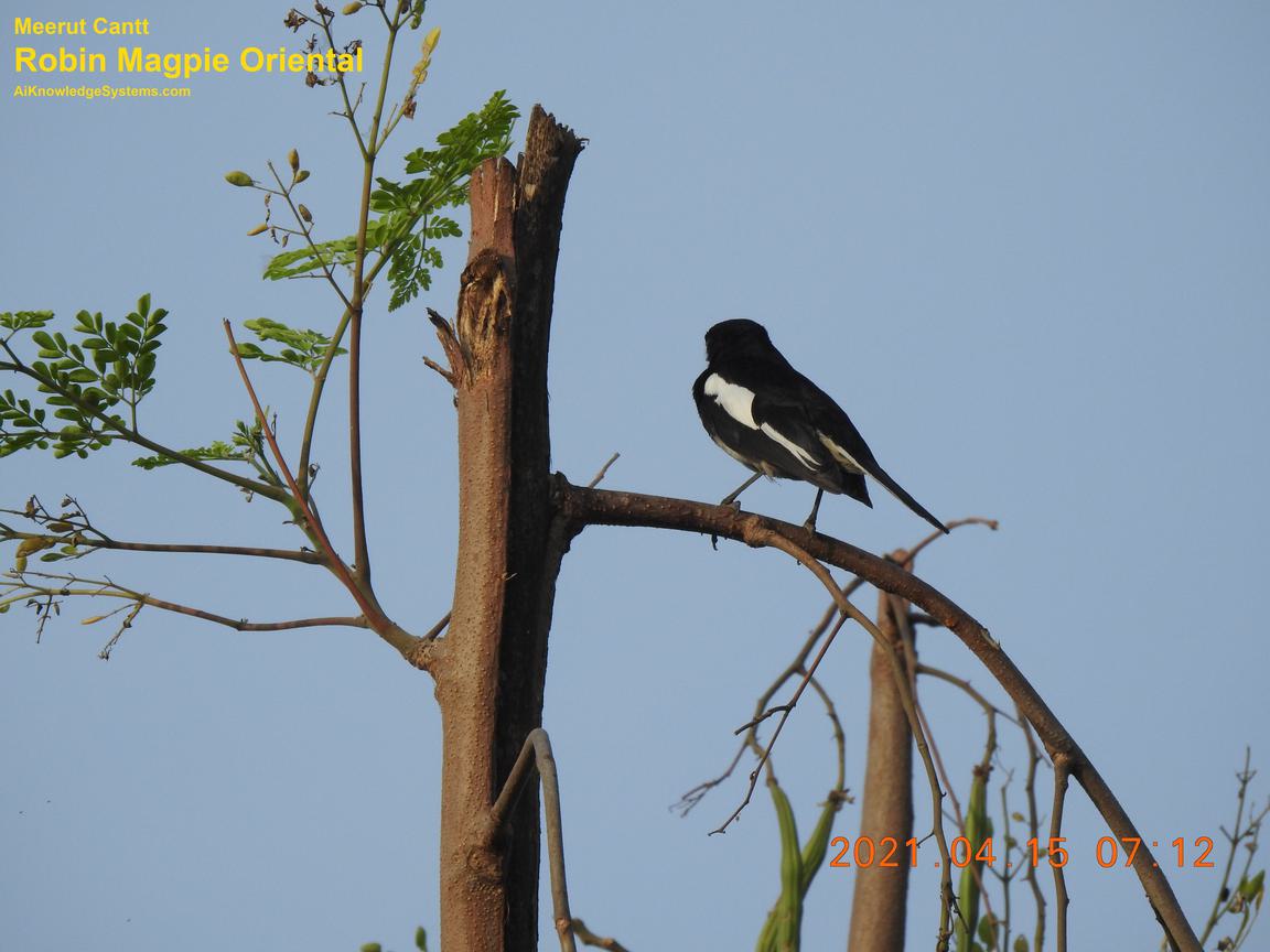 Magpie Robin (14) Coming Soon